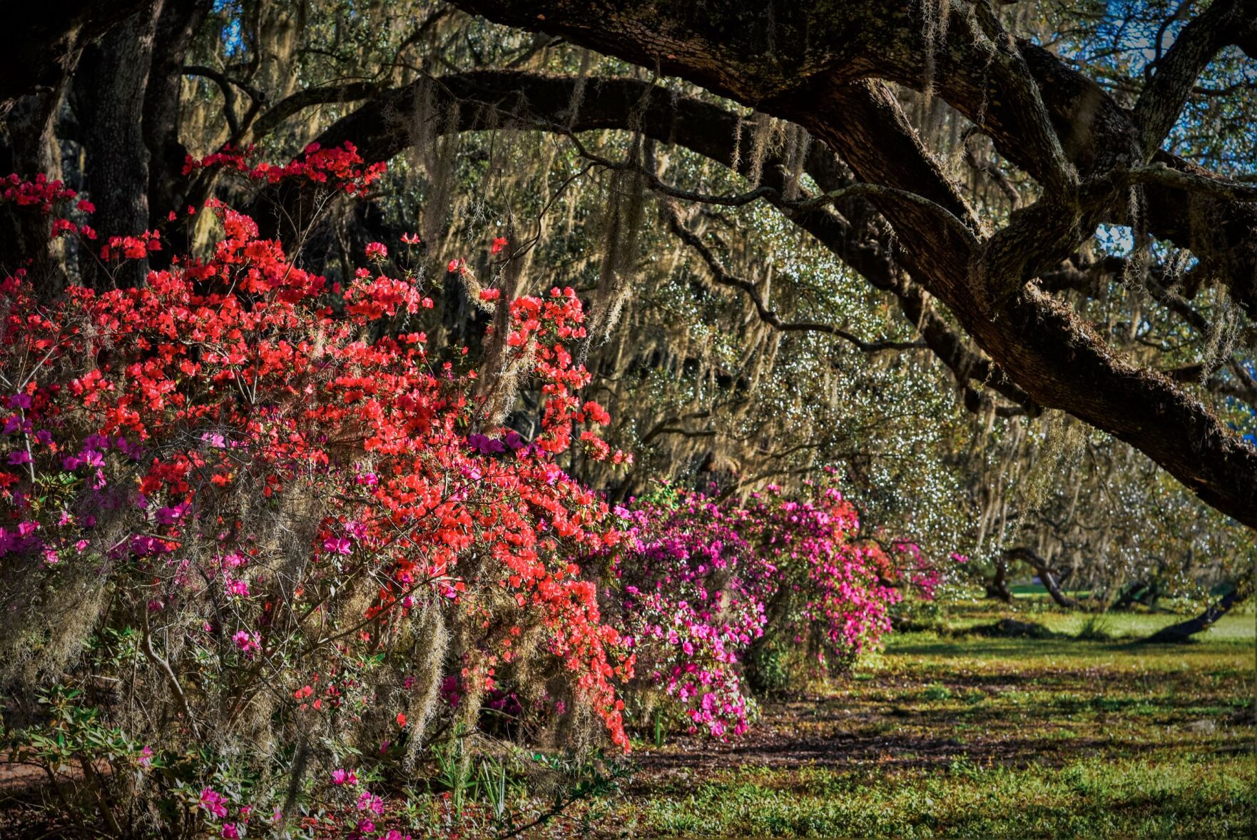 Magnolia Gardens (copy)